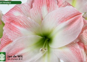 hippeastrum Giant Amadeus (2)